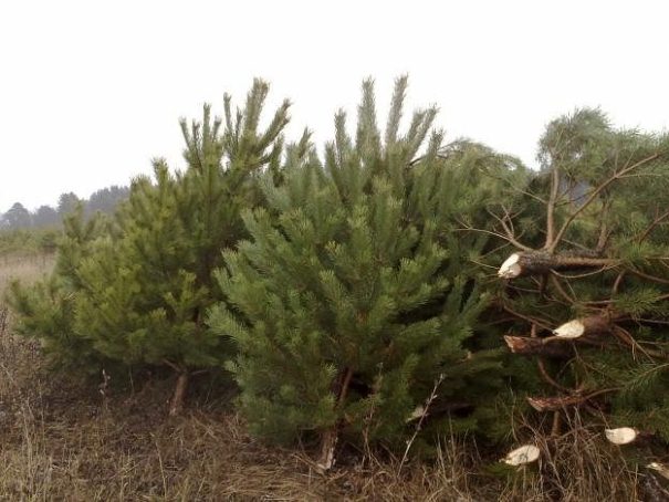 Сосна живая новогодняя оптом, сосна оптом, сосна опт, новогодняя сосна (с чипами)